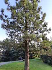 Pinus