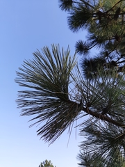 Pinus