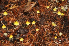 Mycena oregonensis