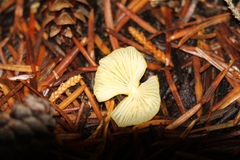 Mycena oregonensis