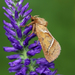 Triodia sylvina - Photo (c) nutmeg66,  זכויות יוצרים חלקיות (CC BY-NC-ND)