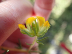 Aspalathus juniperina