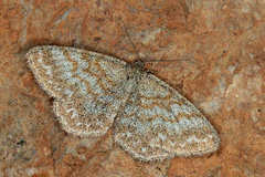 Scopula immorata riloensis