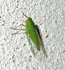 Cuernavaca inexacta