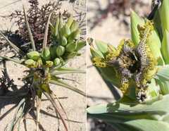 Ferraria foliosa