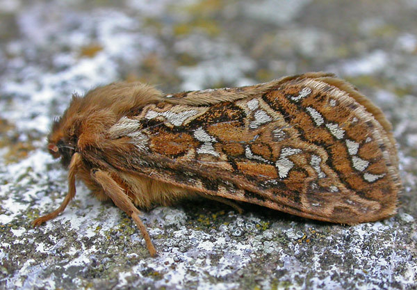 Map-winged Swift