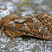 Korscheltellus fusconebulosa - Photo (c) Tony Morris, alguns direitos reservados (CC BY-NC)