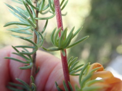 Aspalathus juniperina