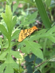 Chrysoecia atrolinea