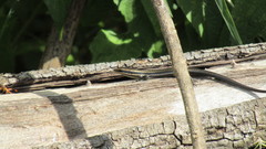 Maracaiba meridensis