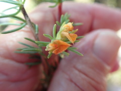 Aspalathus juniperina