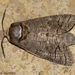 Goat Moth - Photo (c) Valter Jacinto | Portugal, some rights reserved (CC BY-NC-SA)