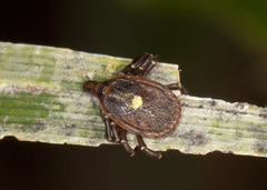Amblyomma ovale