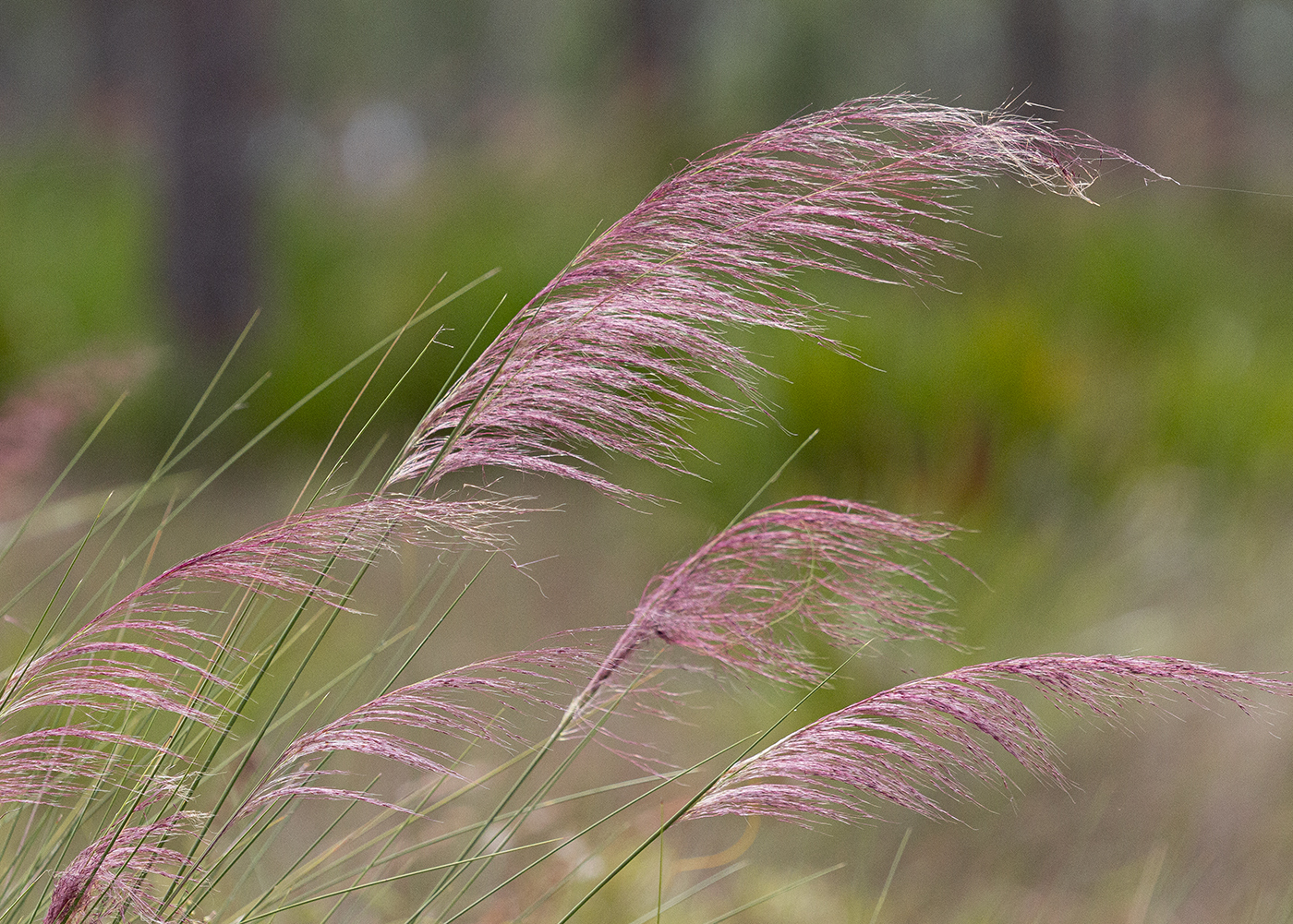 Muhlenbergia sericea