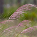 Muhlenbergia sericea - Photo (c) Josh Olive, algunos derechos reservados (CC BY-NC-ND), subido por Josh Olive