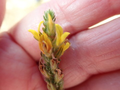 Aspalathus juniperina