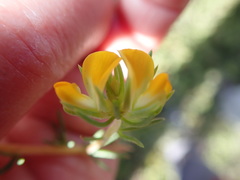 Aspalathus juniperina