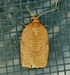 Choristoneura obsoletana