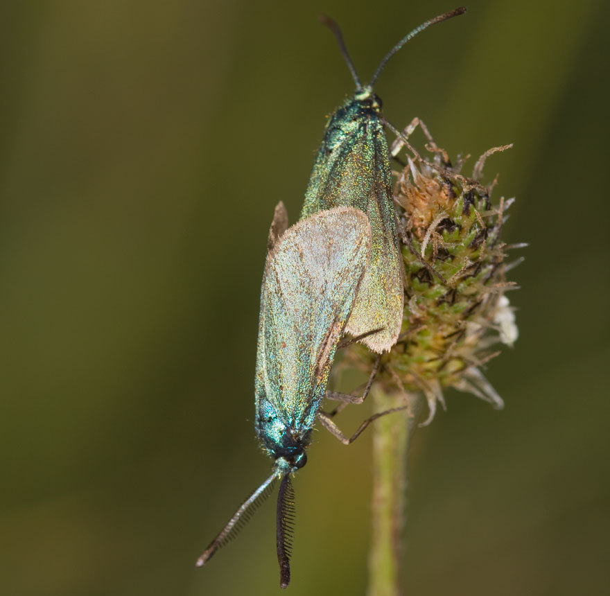 Eurasiterna