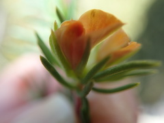 Aspalathus juniperina