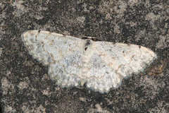 Scopula submutata