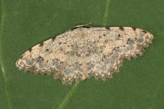 Scopula submutata
