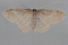 Scopula submutata