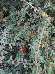 Cotoneaster