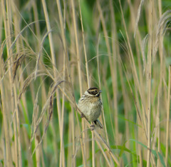 Emberiza schoeniclus