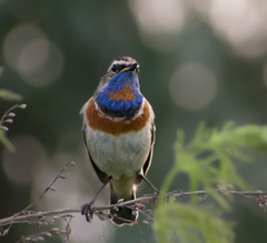 Luscinia svecica