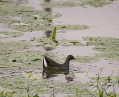 Gallinula chloropus