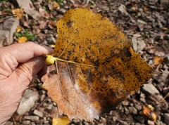 Pemphigus populicaulis