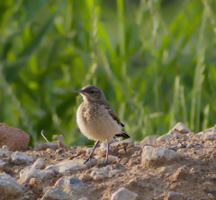 Oenanthe oenanthe