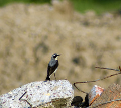 Oenanthe oenanthe