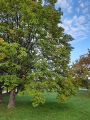 Acer pseudoplatanus