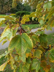 Acer pseudoplatanus