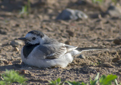 Motacilla alba