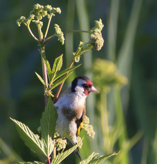 Carduelis carduelis