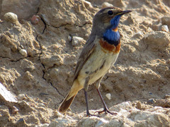 Luscinia svecica
