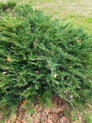 Juniperus