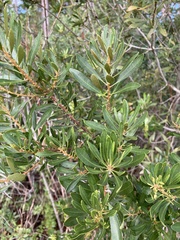 Morella cerifera image