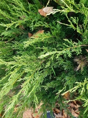 Juniperus