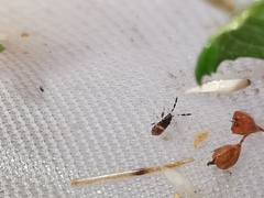 Scolopostethus affinis