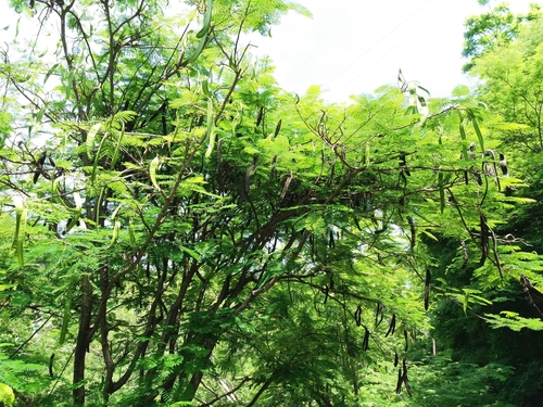 Delonix regia - Flowers