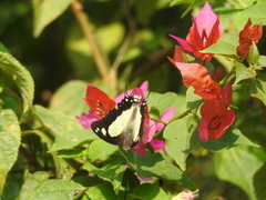 Polyura agraria