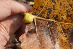 Pemphigus populicaulis