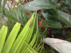Anasa varicornis