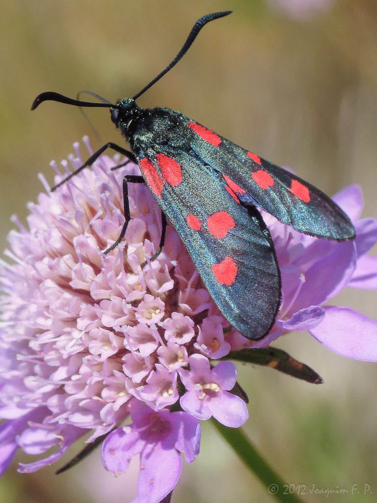 New Forest Burnet