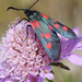 New Forest Burnet - Photo (c) Joaquim F. P., some rights reserved (CC BY-NC-ND)