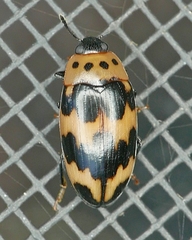 Ischyrus quadripunctatus